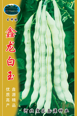 鑫龙白玉——架豆